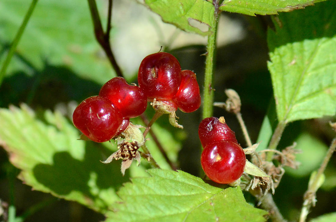 Altre Bacche rosse : Rubus saxatilis